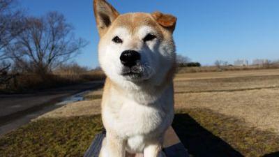 愛犬『華ちゃん』と自転車をこよなく愛する♪