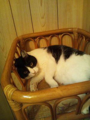 しろくろにゃんこ