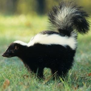 Account by a fed-up resident to let the Village of Vernon Hills know where skunks have been sighted. Please use hashtag #VernonHillsSkunks & @ me to report.