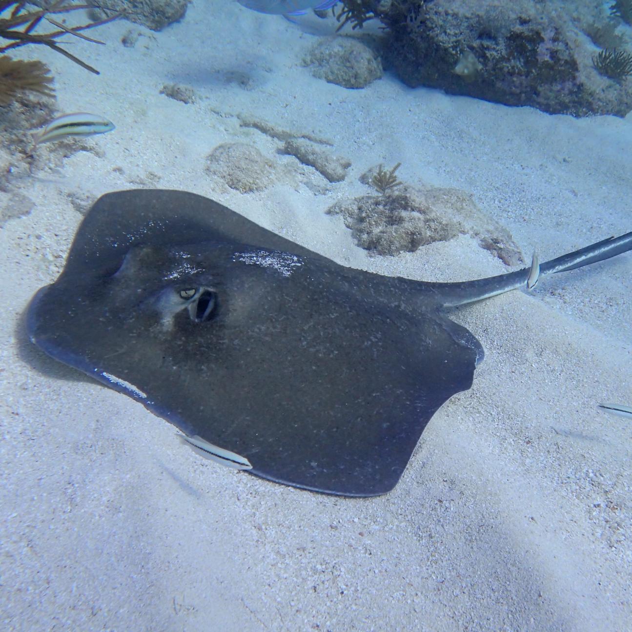 Keys Diver is all about the fun in snorkeling and diving Key Largo's reefs - as well as educating the public on Ocean Conservation subjects. 305-451-1177