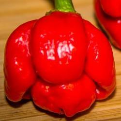 Papaspepperfarm's profile picture. An Expiriment in Heat