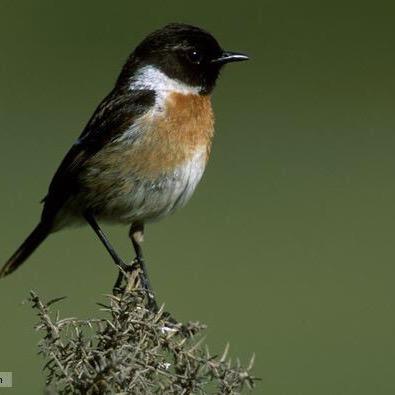 CEO of @wtwales Protecting wildlife for the future and linking the six Wildlife Trusts in Wales.