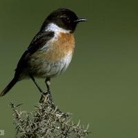 Rachel Sharp (@rsharpwildlife) 's Twitter Profile