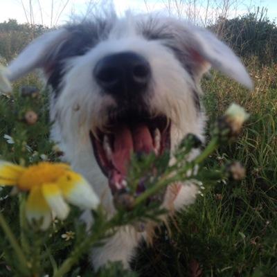 My name is Freya and i was born in Mexico City but i'm living in Ibiza, i'm a mixed bobtail. My life is a little happiness piece.