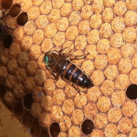 Honeybee Apiary