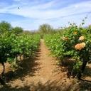 Fidel Ramirez - @otiliaarellano - Twitter