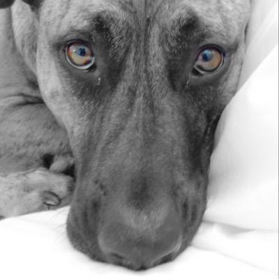 Cooper was returned to the Humane Society twice before I saw him on FB. I adopted him the next day. One choice changed both our lives.
