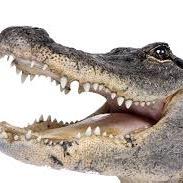 AOIILovesATO's profile picture. 