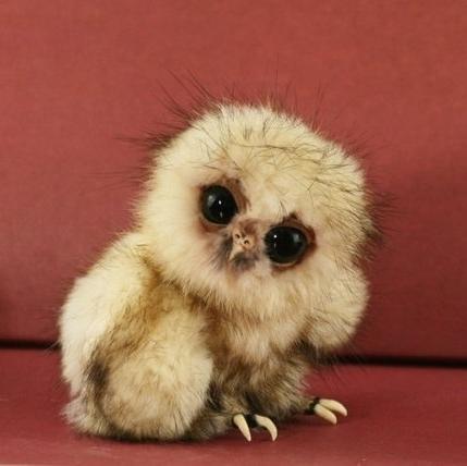 Daily dose of cute animal pictures!