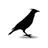 BcnWoodpeckers's profile image