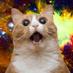 CatSurge (@catsurge) Twitter profile photo CatSurge (@catsurge) Twitter profile photo