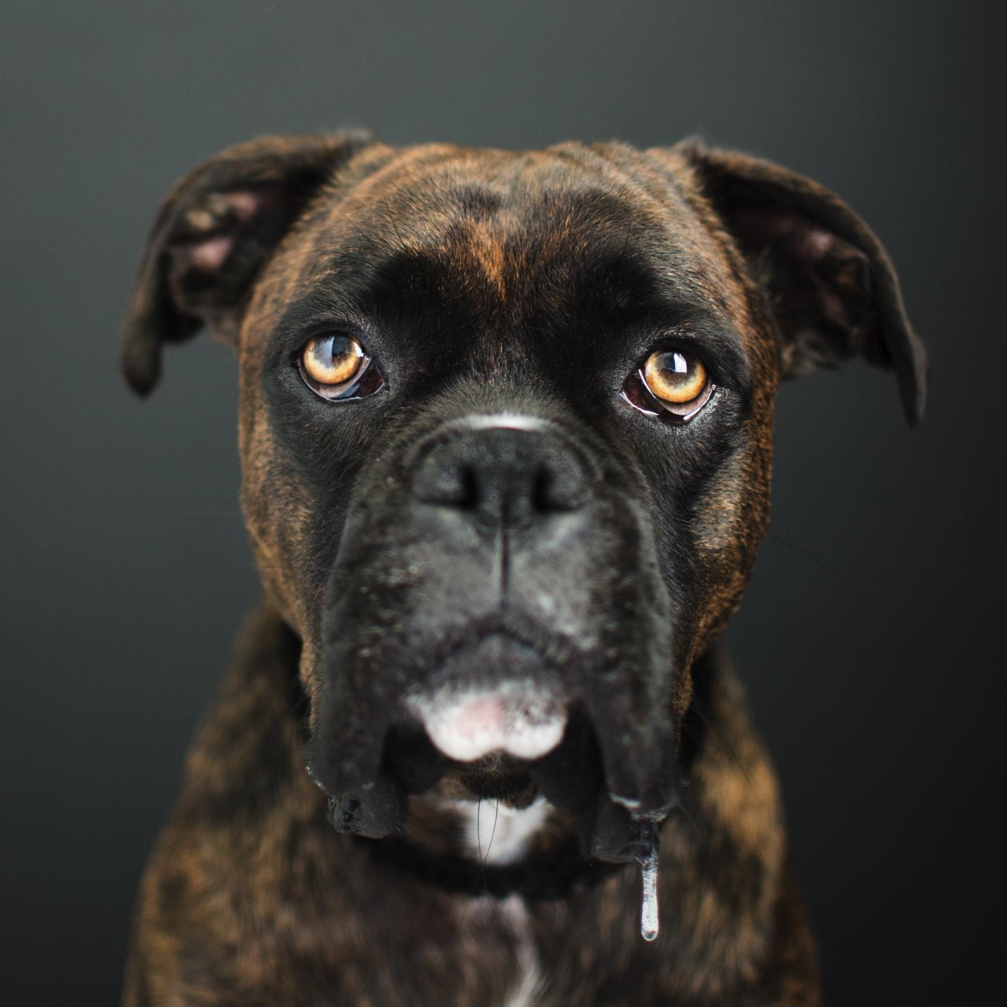 ana_deshpande's profile picture. Pet Photographer