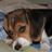 BeagleThingsWeb's profile image