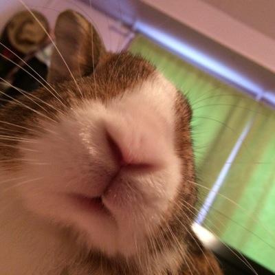 wolfsuss's profile picture. 