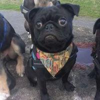 Piccadilly Pooches(@jw1915) 's Twitter Profile Photo