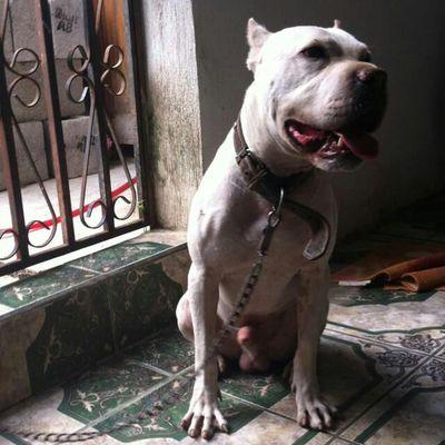 victorsantos13's profile picture. 