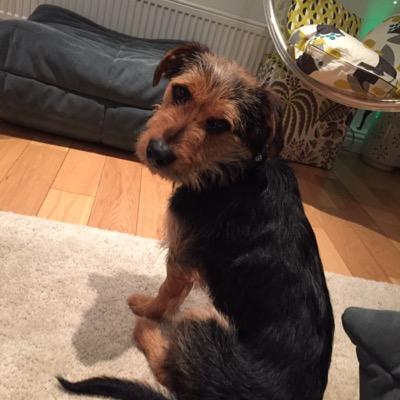 KnitByDachs's profile picture. Three Dachshunds and their human @Parakitamol. Respect and love all animals. End captivity.