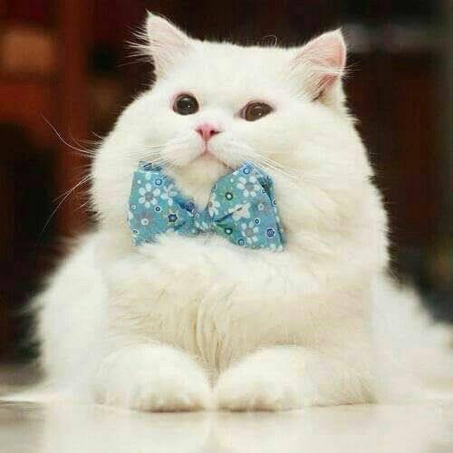 AliceLogert's profile picture. 