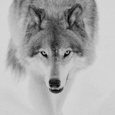#Bi 'I'm a full wolf missy so I dare you to call me doggie again!' •The modern wolf version of shakespear|Sarcastic as shit|She-Wolf•
