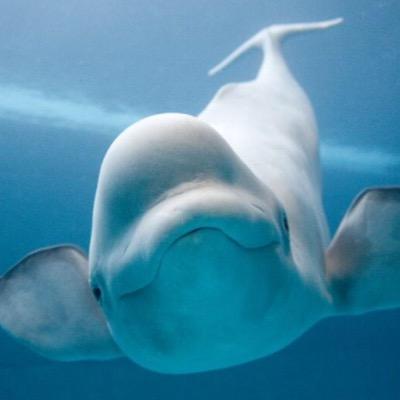 I probs like whales more than I like you