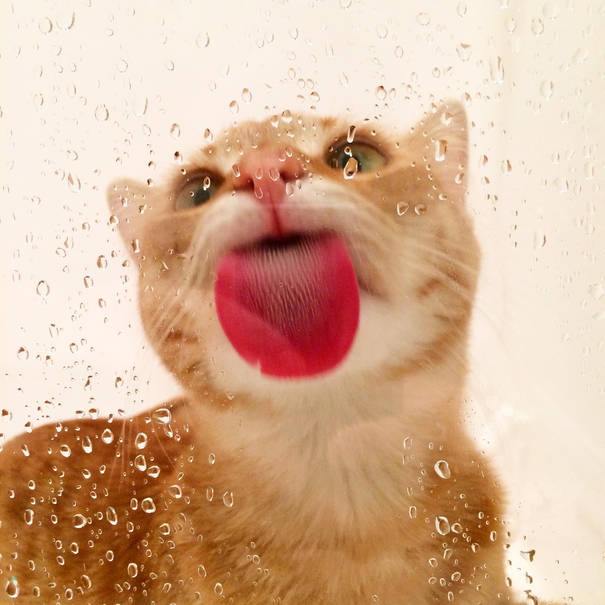 I dedicate my life to cats!