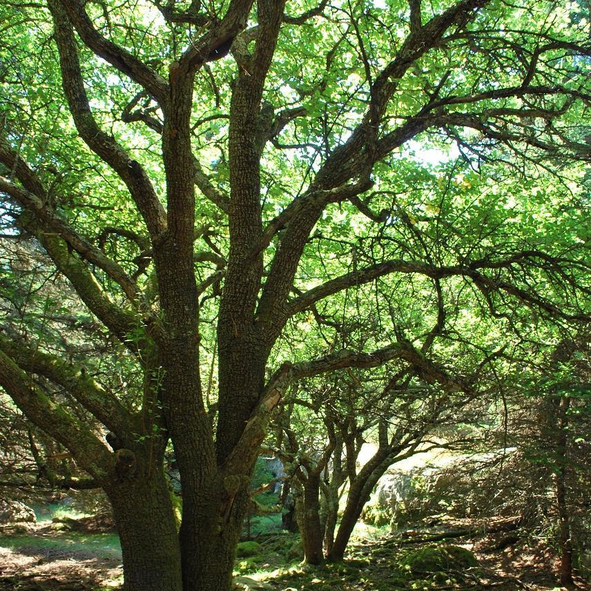 Allowing the tree to speak. Advocating the use of minimally manipulated apples and minimally manipulated fermentation.