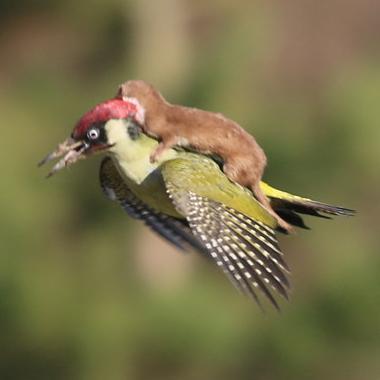 @WeaselPecker