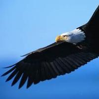 Clear Creek Eagles (@clearcreekeagle) 's Twitter Profile