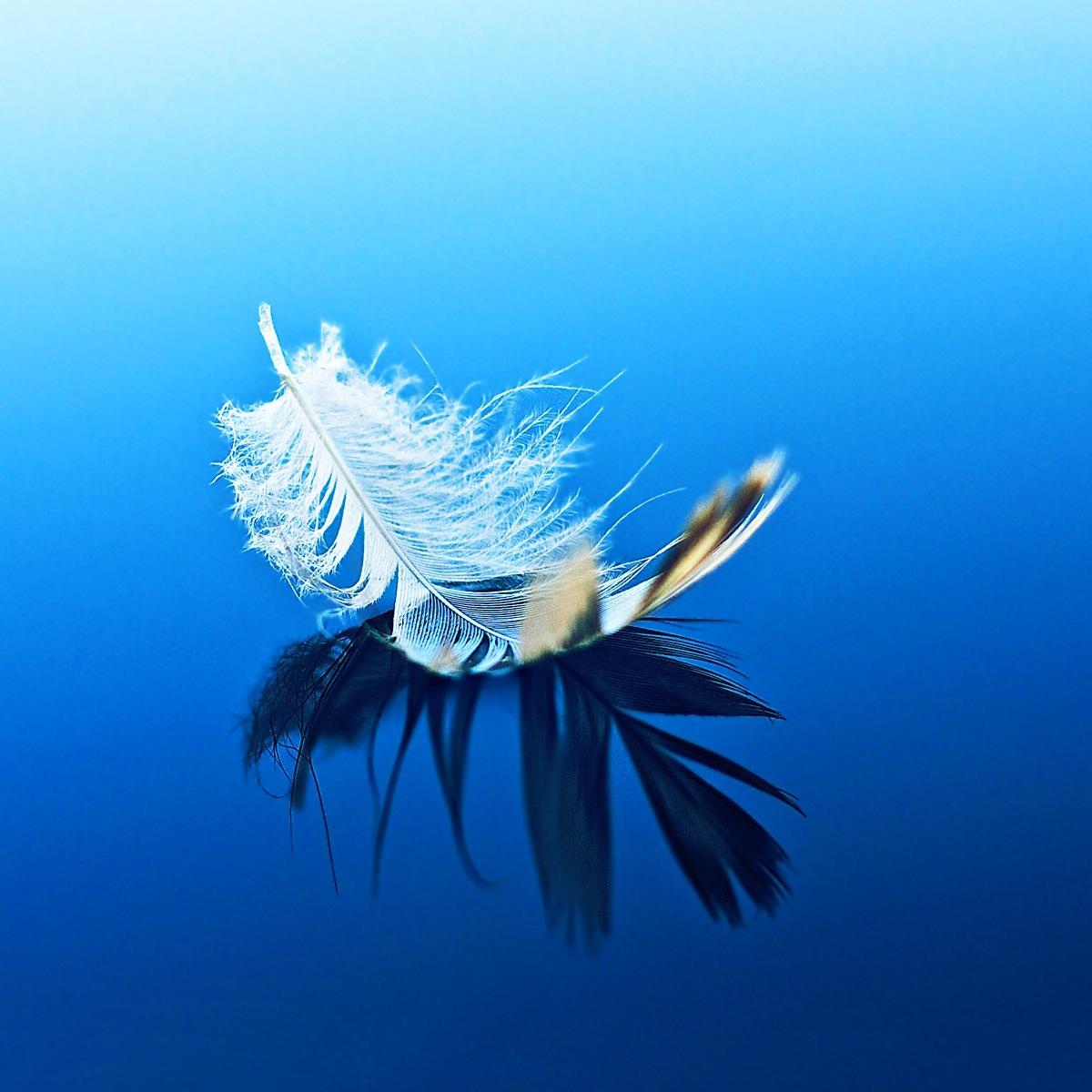 ITalkToAngels's profile picture. certified angel card reader | animal communicator | certified animal & equine reiki practitioner | good witch | intuitive 🇨🇦