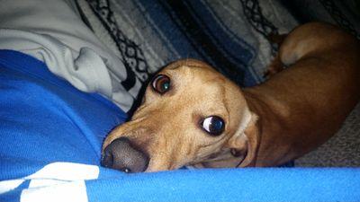 pleasantcom's profile picture. 