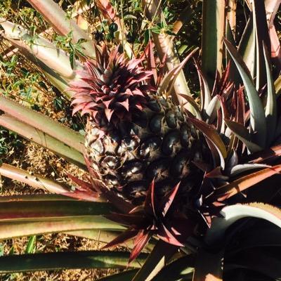 jmcescualido's profile picture. 