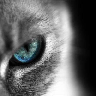 If you dare challenge me, you wont have the throat to shriek in agony when I kill you *She Cat* Theme Song- Lions by HollyWood Undead