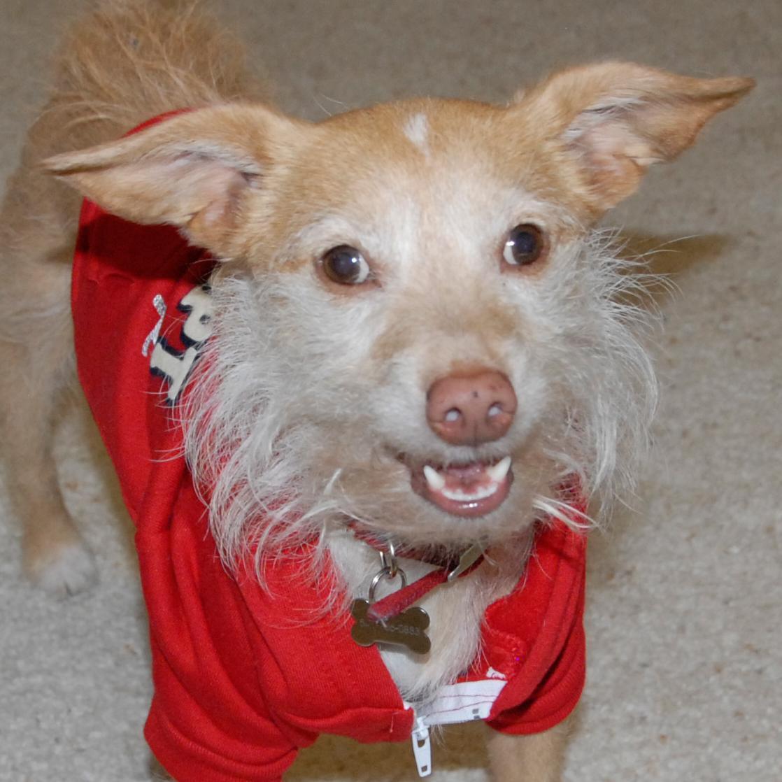 A rescued Wonder Dog with a huge smile, gigantic heart, and way too many clothes. #adoptdontshop Instagram: @ziggythewonderdog