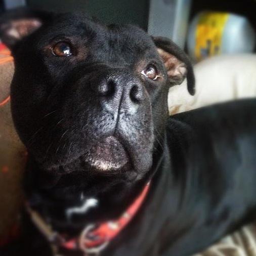 Joining man and dog to build a brighter future! 24 hour advice. Dog resources and assistance.
Product review and awareness!
Knowledge is power.