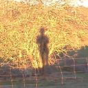 Gerry Fahey - @treelibrarian - Twitter