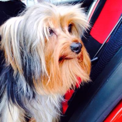 Lobox2Manuel's profile picture. 