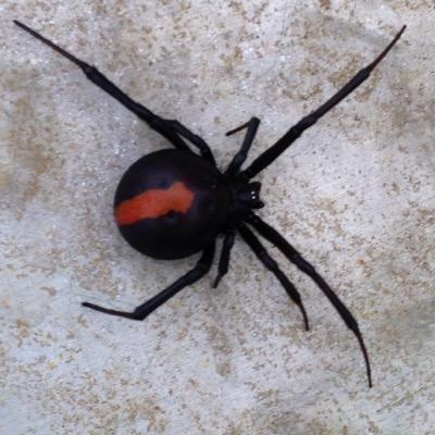 RhysZanoni's profile picture. 