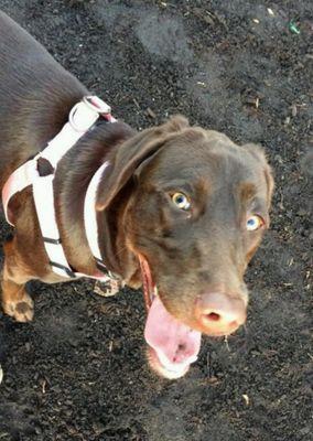 Hi, I'm Penny! I'm a fun lovin' Choco Lab. I am a cert distraction dog. @JohnScargall is my dad, he's a musician.