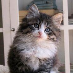 Funny_cats92's profile picture. 