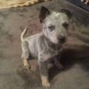 chris blain - @chrisblain03 - Twitter