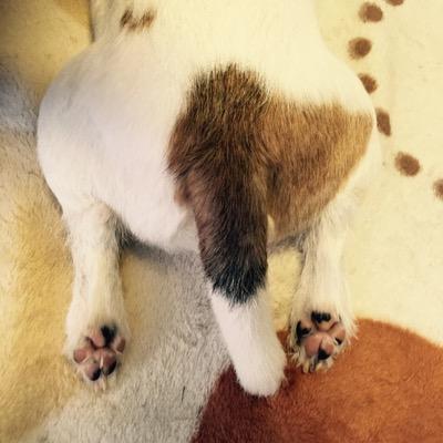 アラ還ライフ💜好き→🐶（アイコンは先代ジャックのお尻、現在2代目保護犬ジャックいます）宙、走る事、韓ドラ、東方神起ユノhttps://t.co/El59iqZlSRは主に宙