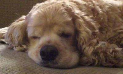 cocker spaniel pics cockerspanpics twitter