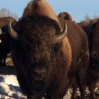 Ivan Smith (@bison_whisperer) 's Twitter Profile