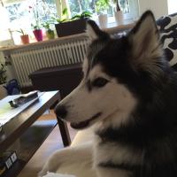 Baha (@developercgn) 's Twitter Profile