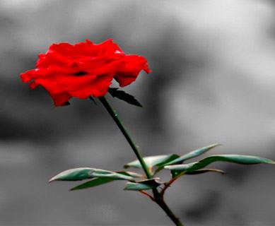 0c3560e029d9420's profile picture. hari yang cerah