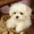 PuppyILove_'s profile image