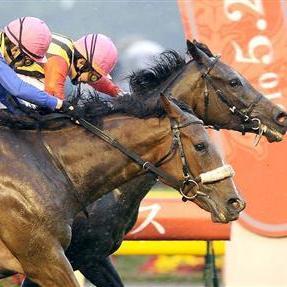 TomasBresten's profile picture. 競馬の同着画像つぶやきます。