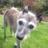 pippaeliz's profile image