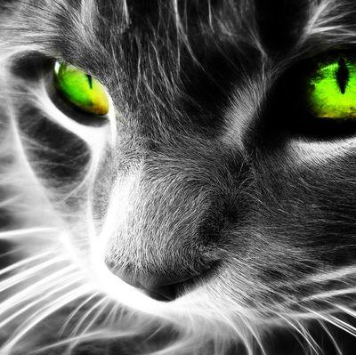 RaylynnStevens1's profile picture. 