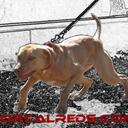 Al Aragon - @al8oogie - Twitter